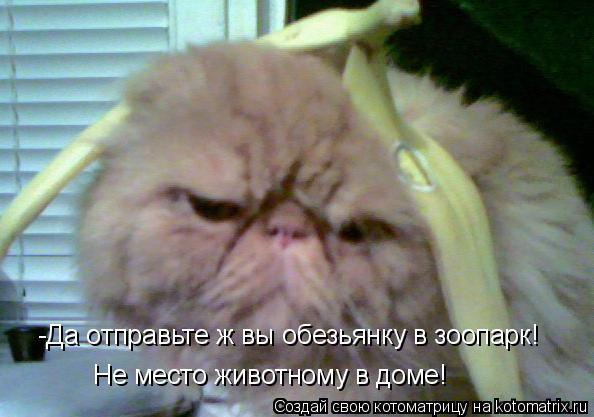 Не место животному в доме! -Да отправьте ж вы обезьянку в зоопарк!... Котоматрица: Не место животному в доме! -Да отправьте ж вы обезьянку в зоопарк!