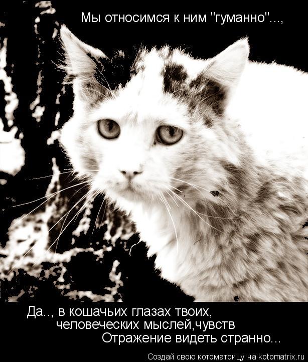 Мы относимся к ним "гуманно"..., Да.., в кошачьих глазах твоих, человеческих мыслей,чувств Отражен... Котоматрица: Мы относимся к ним "гуманно"..., Да.., в кошачьих глазах твоих, человеческих мыслей,чувств Отражение видеть странно...