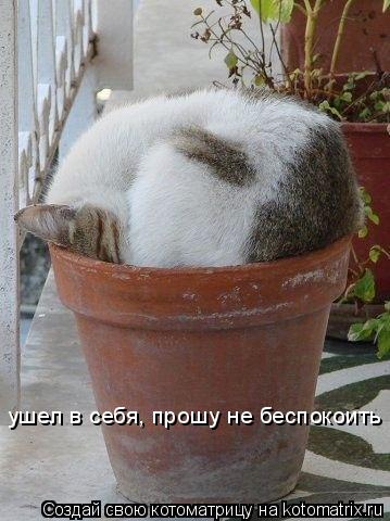 ушел в себя, прошу не беспокоить... Котоматрица: ушел в себя, прошу не беспокоить