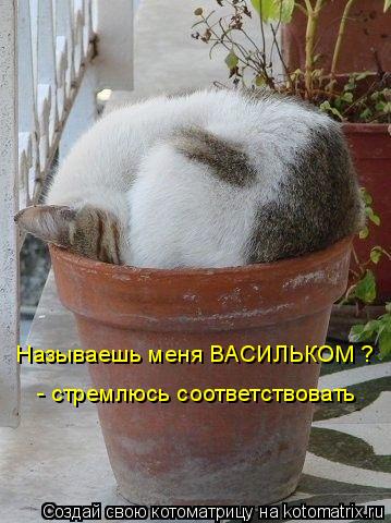 Называешь меня ВАСИЛЬКОМ ? - стремлюсь соответствовать... Котоматрица: Называешь меня ВАСИЛЬКОМ ? - стремлюсь соответствовать