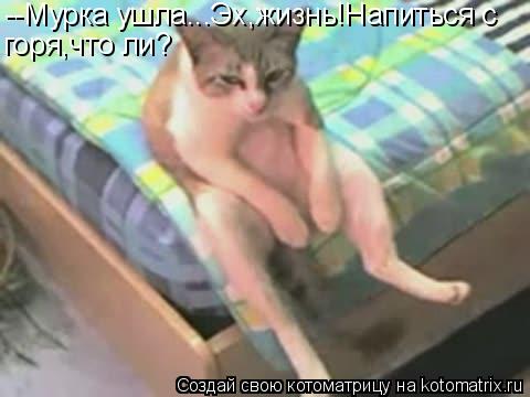 --Мурка ушла...Эх,жизнь!Напиться с горя,что ли?... Котоматрица: --Мурка ушла...Эх,жизнь!Напиться с горя,что ли?