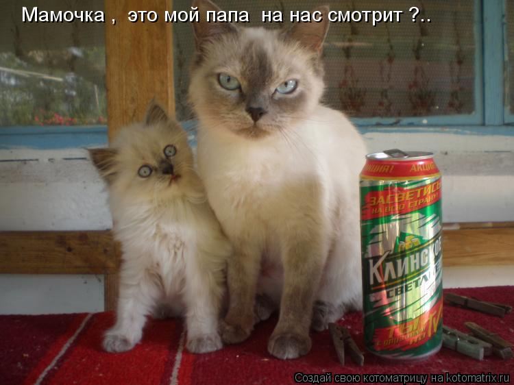 Мамочка , это мой папа на нас смотрит ?..... Котоматрица: Мамочка , это мой папа на нас смотрит ?..