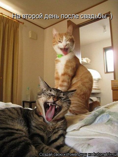 На второй день после свадьбы :)... Котоматрица: На второй день после свадьбы :)