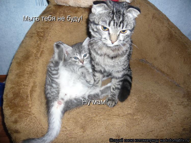 Мыть тебя не буду! Ну мам!... Котоматрица: Мыть тебя не буду! Ну мам!