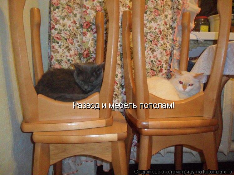 Котоматрица: Развод и мебель пополам!