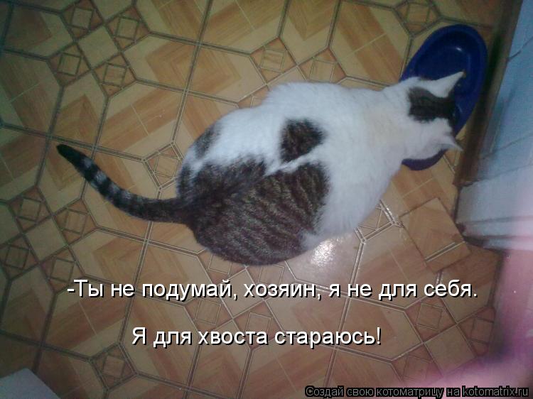 Котоматрица: -Ты не подумай, хозяин, я не для себя. Я для хвоста стараюсь!