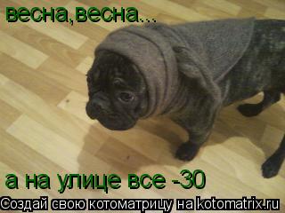 Котоматрица: весна,весна... а на улице все -30
