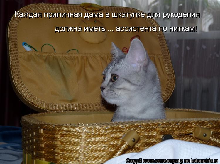 Котоматрица: Каждая приличная дама в шкатулке для рукоделия должна иметь ... ассистента по ниткам!