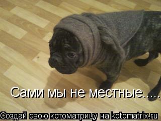 Котоматрица: Сами мы не местные........