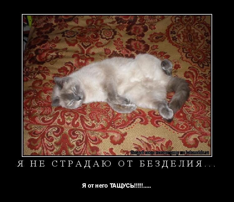Я НЕ страдаю от безделия... Я от него ТАЩУСЬ!!!!!........ Котоматрица: Я НЕ страдаю от безделия... Я от него ТАЩУСЬ!!!!!.....
