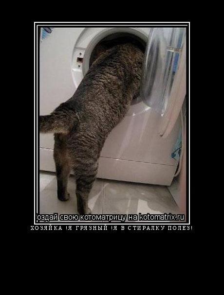 хозяйка !Я грязный !Я в стиралку полез! ... Котоматрица: хозяйка !Я грязный !Я в стиралку полез!