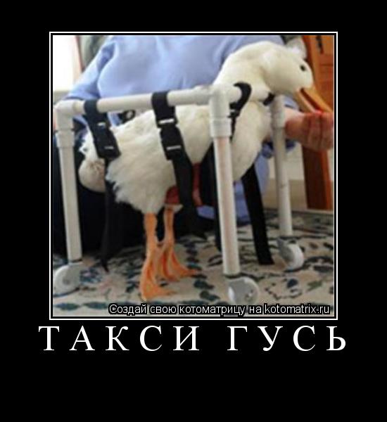 такси гусь ... Котоматрица: такси гусь