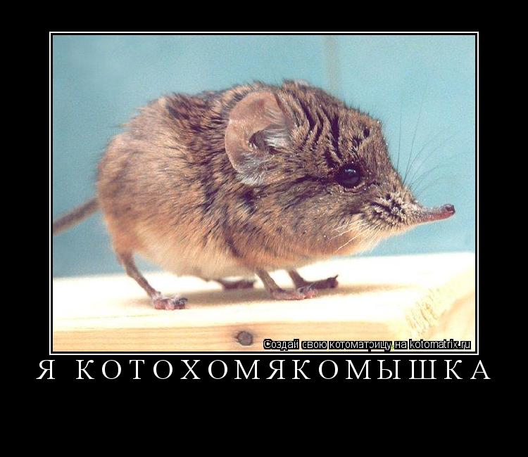 Я котохомякомышка ... Котоматрица: Я котохомякомышка