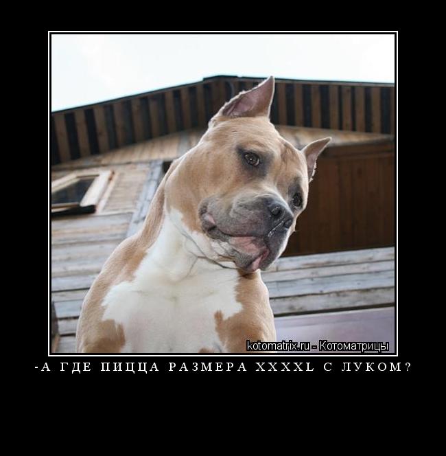 -А где пицца размера XXXXL с луком? ... Котоматрица: -А где пицца размера XXXXL с луком?