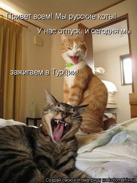 Котоматрица: Привет всем! Мы русские коты! У нас отпуск, и сегодня мы  зажигаем в Турции!