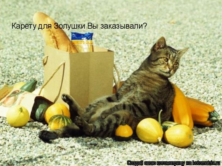 Котоматрица: Карету для Золушки Вы заказывали?