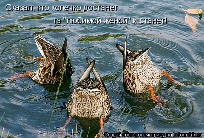 Котоматрица: Сказал, кто колечко достанет та "любимой женой" и станет!