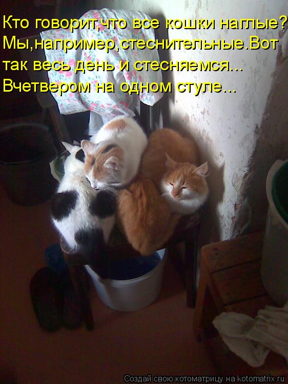 Котоматрица: Кто говорит,что все кошки наглые? Мы,например,стеснительные.Вот так весь день и стесняемся... Вчетвером на одном стуле...