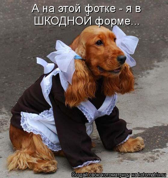 Котоматрица: А на этой фотке - я в ШКОДНОЙ форме...
