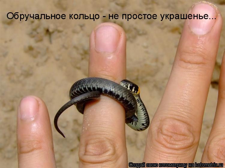 Обручальное кольцо - не простое украшенье...... Котоматрица: Обручальное кольцо - не простое украшенье...