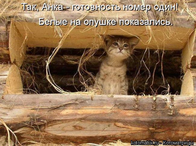 Котоматрица: Так, Анка - готовность номер один! Белые на опушке показались.