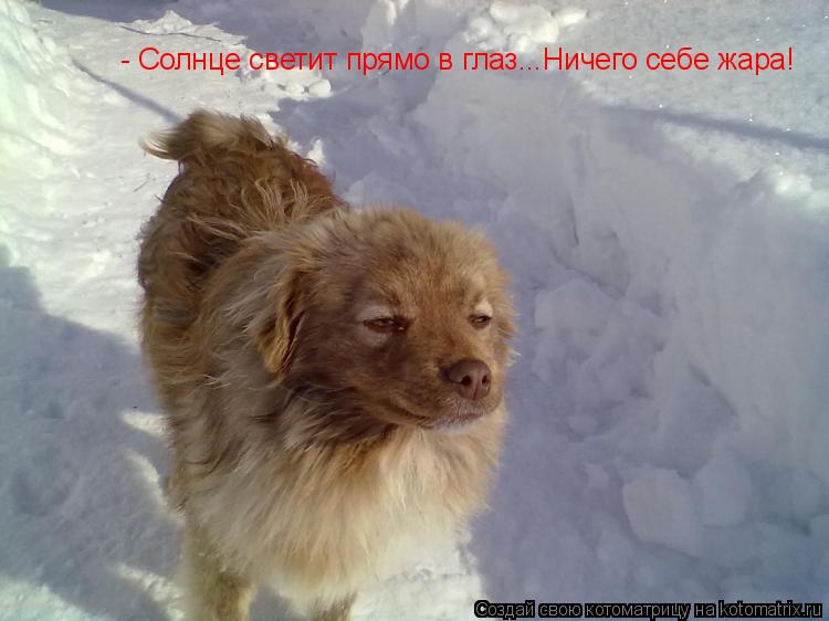 Котоматрица: - Солнце светит прямо в глаз...Ничего себе жара!