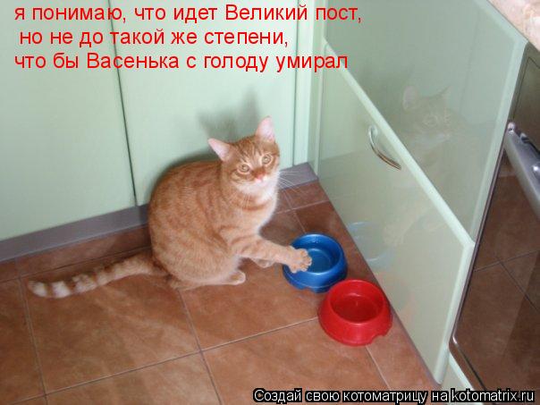 Котоматрица: я понимаю, что идет Великий пост,  но не до такой же степени, что бы Васенька с голоду умирал
