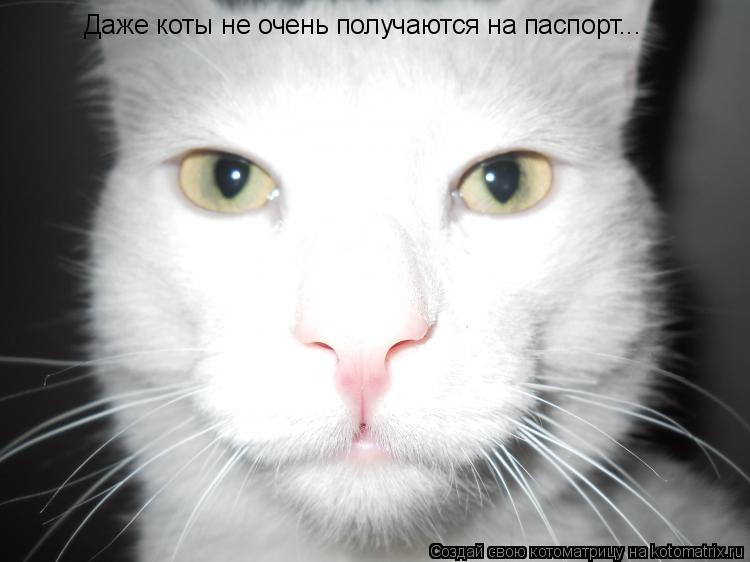 Котоматрица: Даже коты не очень получаются на паспорт...