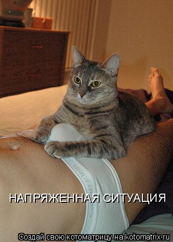 Котоматрица: НАПРЯЖЕННАЯ СИТУАЦИЯ