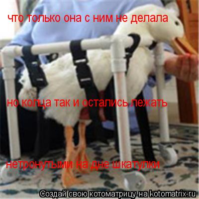 Котоматрица: что только она с ним не делала но колца так и остались лежать нетронутыми на дне шкатулки