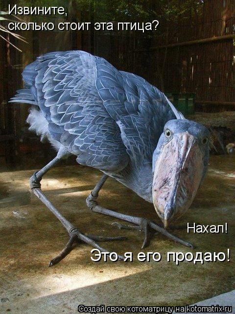 Котоматрица: сколько стоит эта птица? Извините,   Нахал! Это я его продаю!