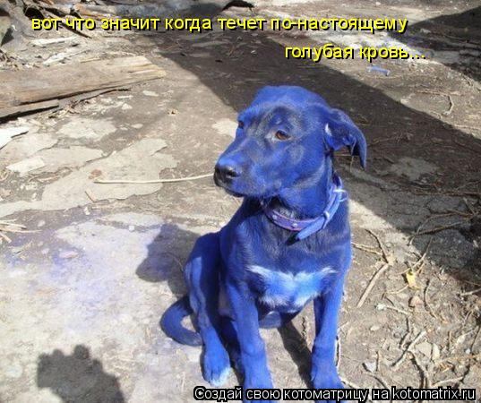Котоматрица: вот что значит когда течет по-настоящему голубая кровь...