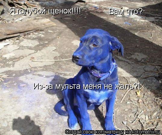 Котоматрица: Я голубой щенок!!!!  Вам что? Из-за мульта меня не жаль?!