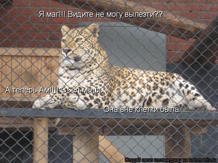 Котоматрица: Я маг!!! Видите не могу вылезти?? А теперь Ам!!!! Съел мышь. Она вне клетки была.....