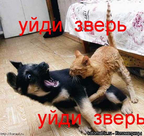 уйди зверь уйди зверь... Котоматрица: уйди зверь уйди зверь