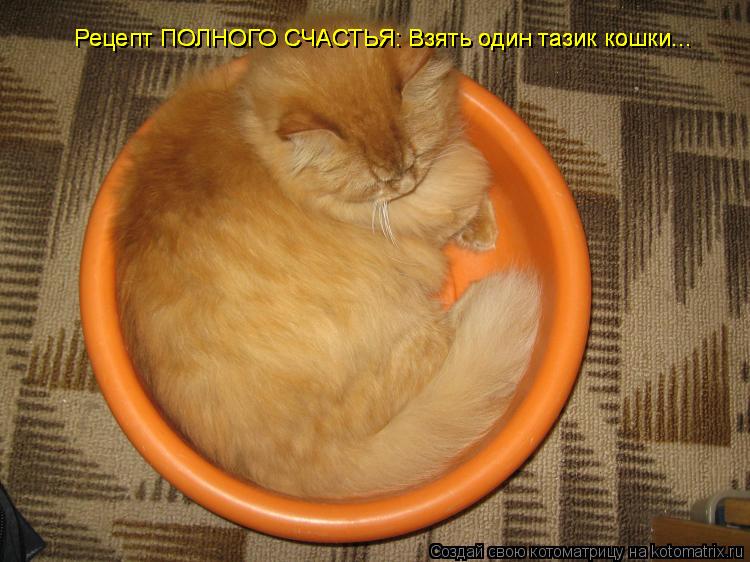Рецепт ПОЛНОГО СЧАСТЬЯ: Взять один тазик кошки... Рецепт ПОЛНОГО СЧАСТЬЯ: Взять один тазик кошки... Р... Котоматрица: Рецепт ПОЛНОГО СЧАСТЬЯ: Взять один тазик кошки... Рецепт ПОЛНОГО СЧАСТЬЯ: Взять один тазик кошки... Рецепт ПОЛНОГО СЧАСТЬЯ: Взять один тазик к