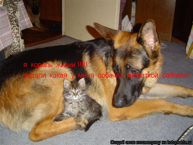 я король жизни !!!!! видали какая у меня собачка кроваткой работает... Котоматрица: я король жизни !!!!! видали какая у меня собачка кроваткой работает