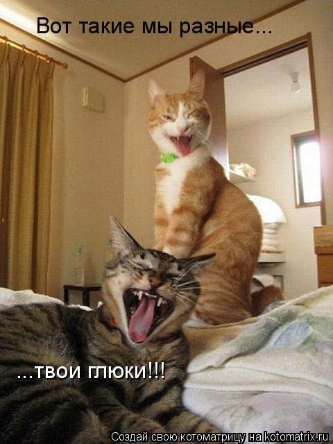 Вот такие мы разные... ...твои глюки!!!... Котоматрица: Вот такие мы разные... ...твои глюки!!!