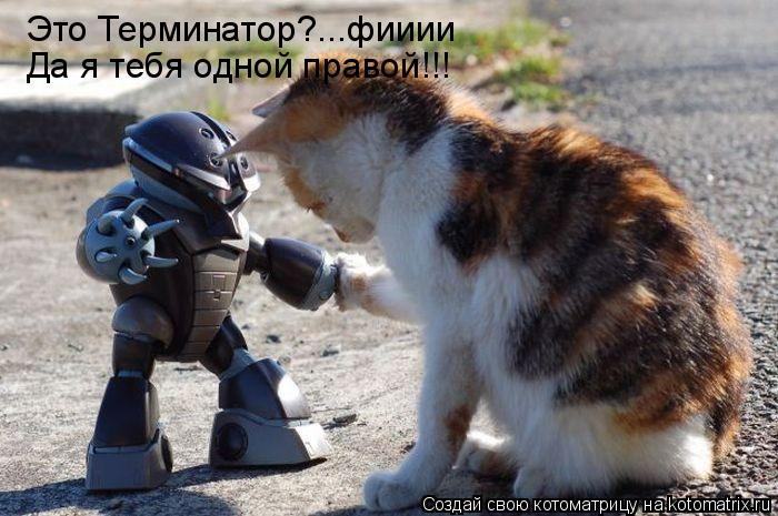 Это Терминатор?...фииии Да я тебя одной правой!!!... Котоматрица: Это Терминатор?...фииии Да я тебя одной правой!!!