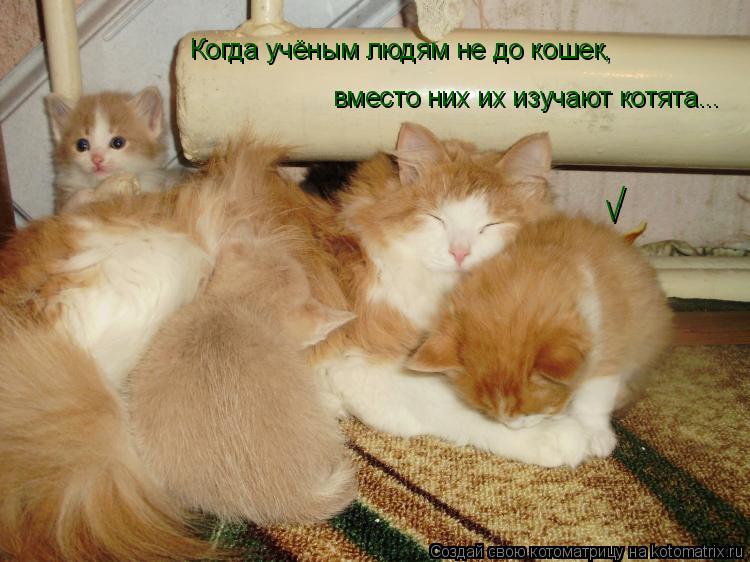 вместо них их изучают котята... Когда учёным людям не до кошек, / / \... Котоматрица: вместо них их изучают котята... Когда учёным людям не до кошек, / / \