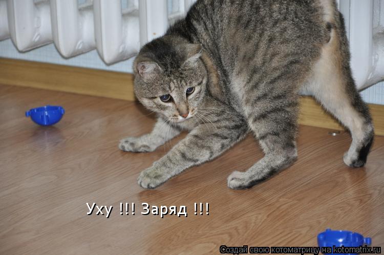 Уху !!! Заряд !!!... Котоматрица: Уху !!! Заряд !!!