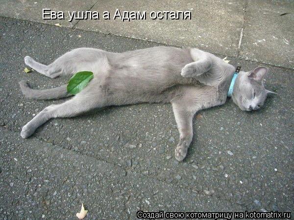 Ева ушла а Адам осталя... Котоматрица: Ева ушла а Адам осталя