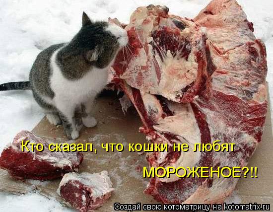 Кто сказал, что кошки не любят МОРОЖЕНОЕ?!!... Котоматрица: Кто сказал, что кошки не любят МОРОЖЕНОЕ?!!