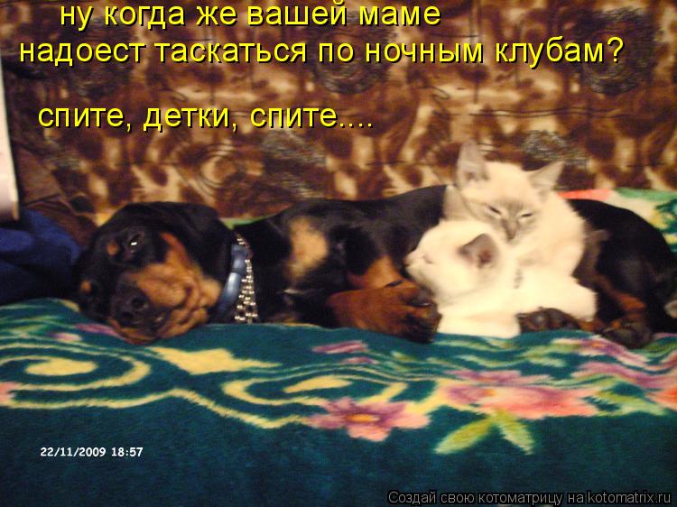 ну когда же вашей маме надоест таскаться по ночным клубам? спите, детки, спите.... ну когда же вашей ... Котоматрица: ну когда же вашей маме надоест таскаться по ночным клубам? спите, детки, спите.... ну когда же вашей маме