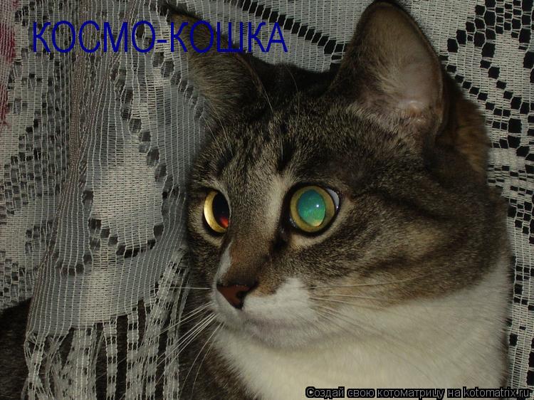 КОСМО-КОШКА... Котоматрица: КОСМО-КОШКА