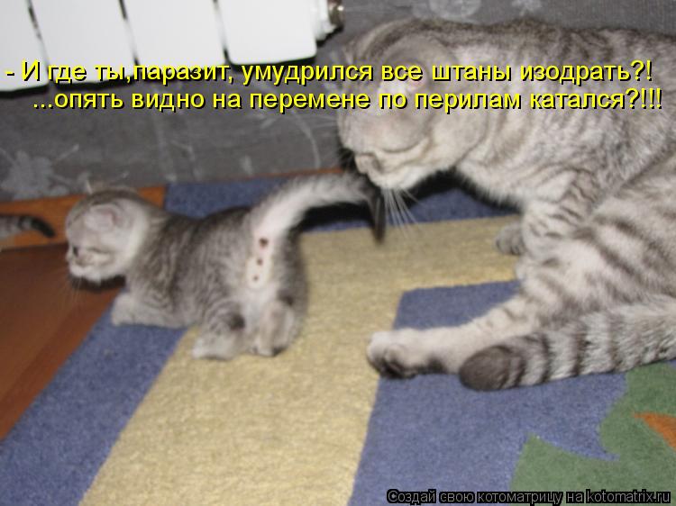 - И где ты,паразит, умудрился все штаны изодрать?! ...опять видно на перемене по перилам катался?!!!... Котоматрица: - И где ты,паразит, умудрился все штаны изодрать?! ...опять видно на перемене по перилам катался?!!!