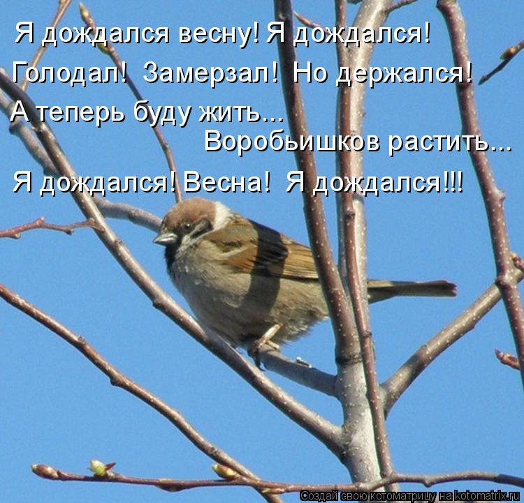 Я дождался весну! Я дождался! Голодал! Замерзал! Но держался! А теперь буду жить... Воробьишков рас... Котоматрица: Я дождался весну! Я дождался! Голодал! Замерзал! Но держался! А теперь буду жить... Воробьишков растить... Я дождался! Весна! Я дождался!!!