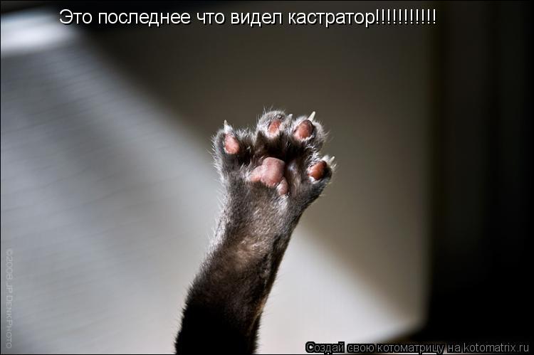 Это последнее что видел кастратор!!!!!!!!!!!... Котоматрица: Это последнее что видел кастратор!!!!!!!!!!!