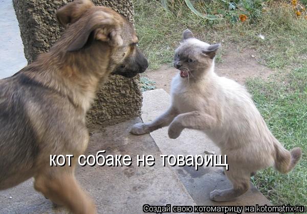 кот собаке не товарищ... Котоматрица: кот собаке не товарищ