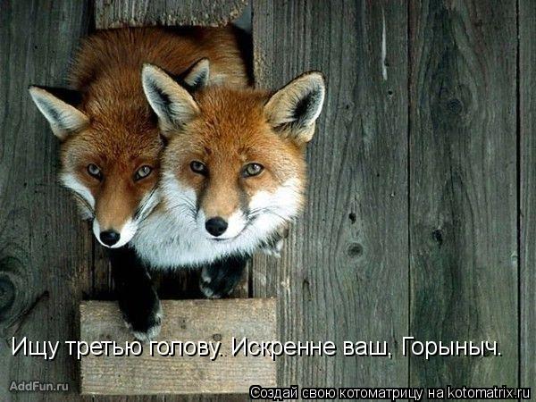 Ищу третью голову. Искренне ваш, Горыныч.... Котоматрица: Ищу третью голову. Искренне ваш, Горыныч.